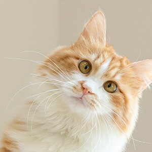 高速交通事故咋处理?流程、方式及注意事项全知道