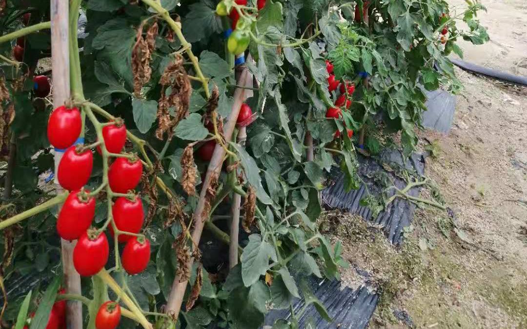 疫情期间海南南繁基地用工物资短缺 专家力保春耕