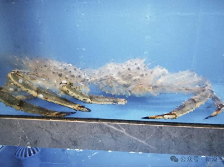 大学食堂现999元帝王蟹引热议,高校消费多元化成趋势